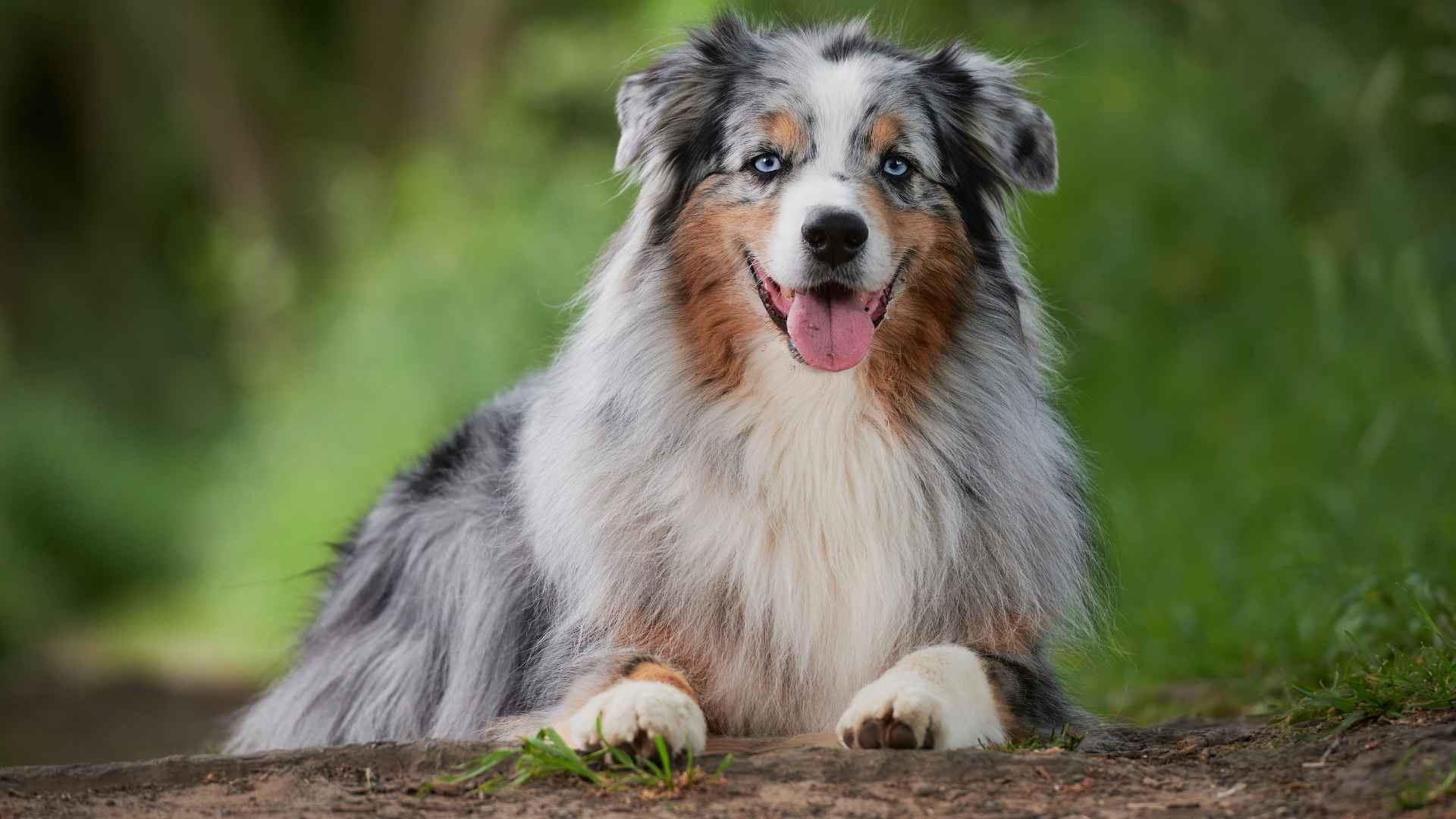 7 Dog Breeds With The Most Striking Eyes You'll Fall in Love With