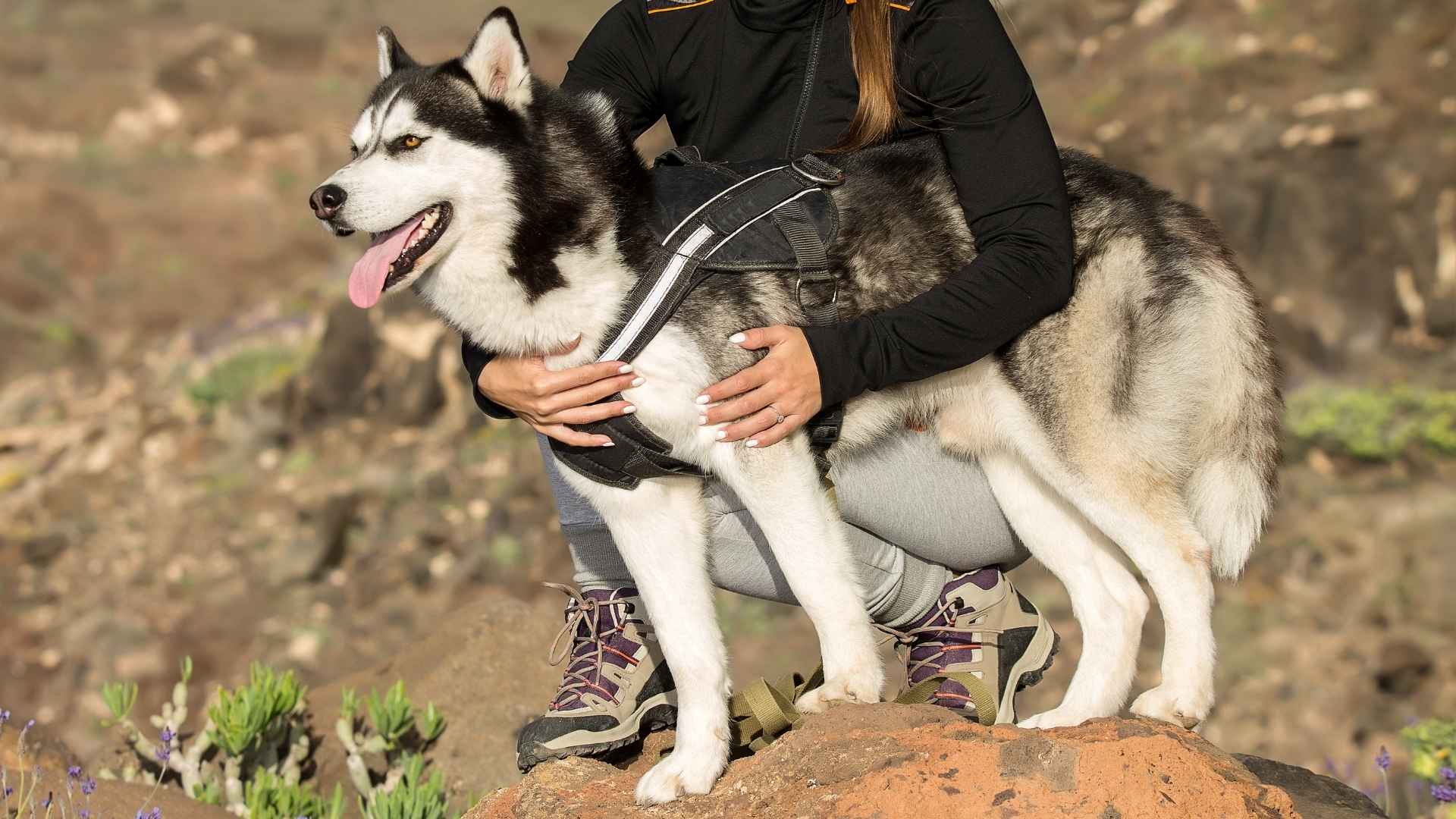 7 Dog Breeds for Hiking That Make Perfect Trail Buddies