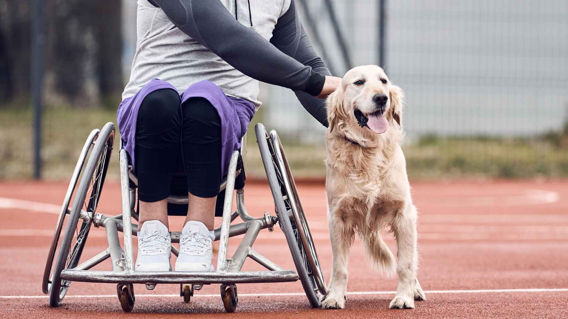 7 Dog Breeds for Individuals with Physical Disabilities