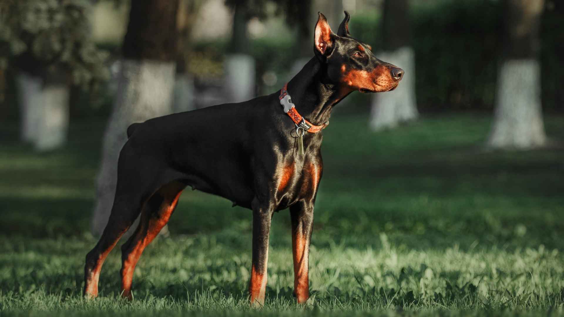 7 Dog Breeds for Night Shift Workers: Best Dog Breeds For Your Reverse Lifestyle