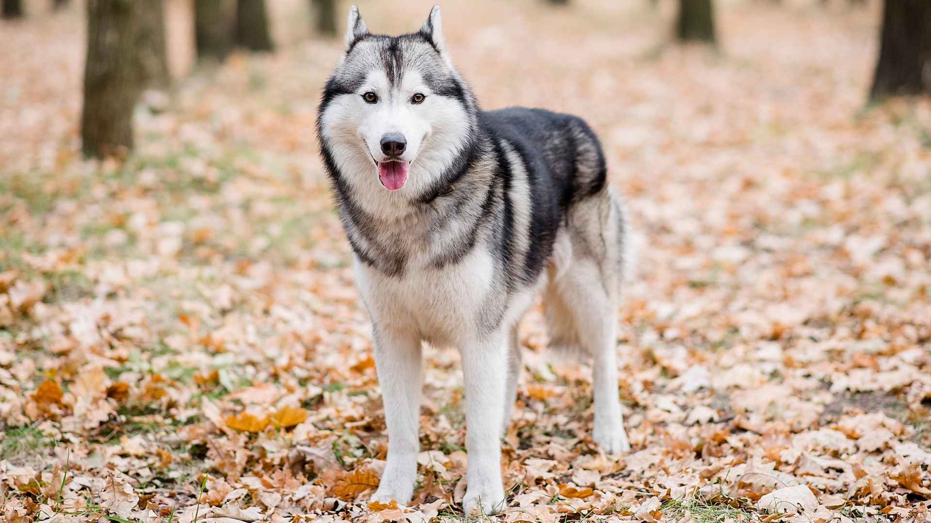 7 Dog Breeds that Look Like Coyotes With a Wild Look