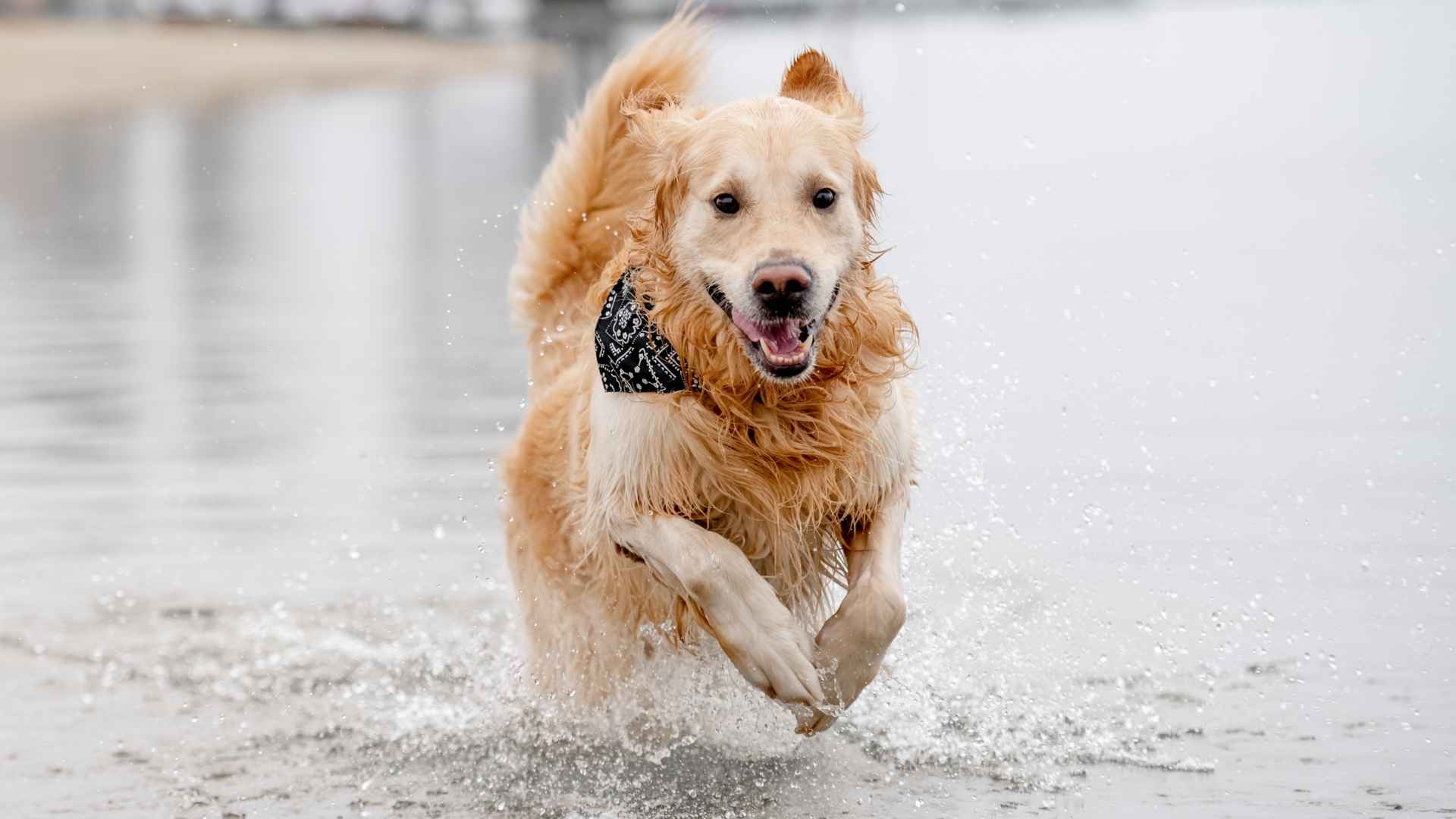 7 Dog Breeds that Love Water: Canine Companions that Thrive in Splash