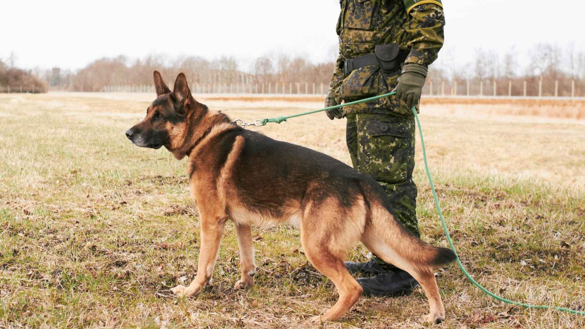 7 Dog Breeds that Would Make Excellent Secret Agents: Mission Im-Paw-Sible