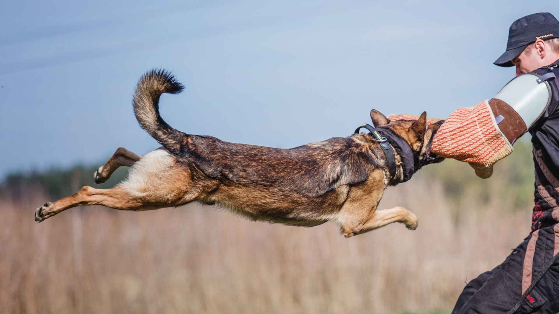 7 Dog Breeds that have Strong Bite Force You Should Know