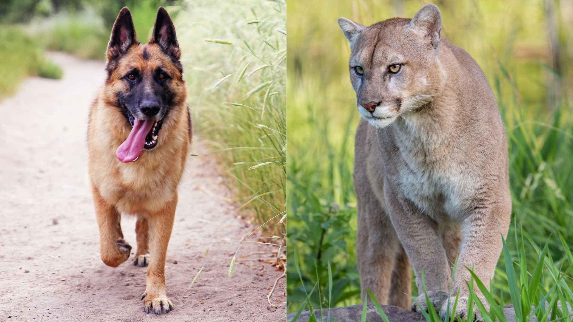 7 Dog Breeds to Protect Against Mountain Lions for Your Safety