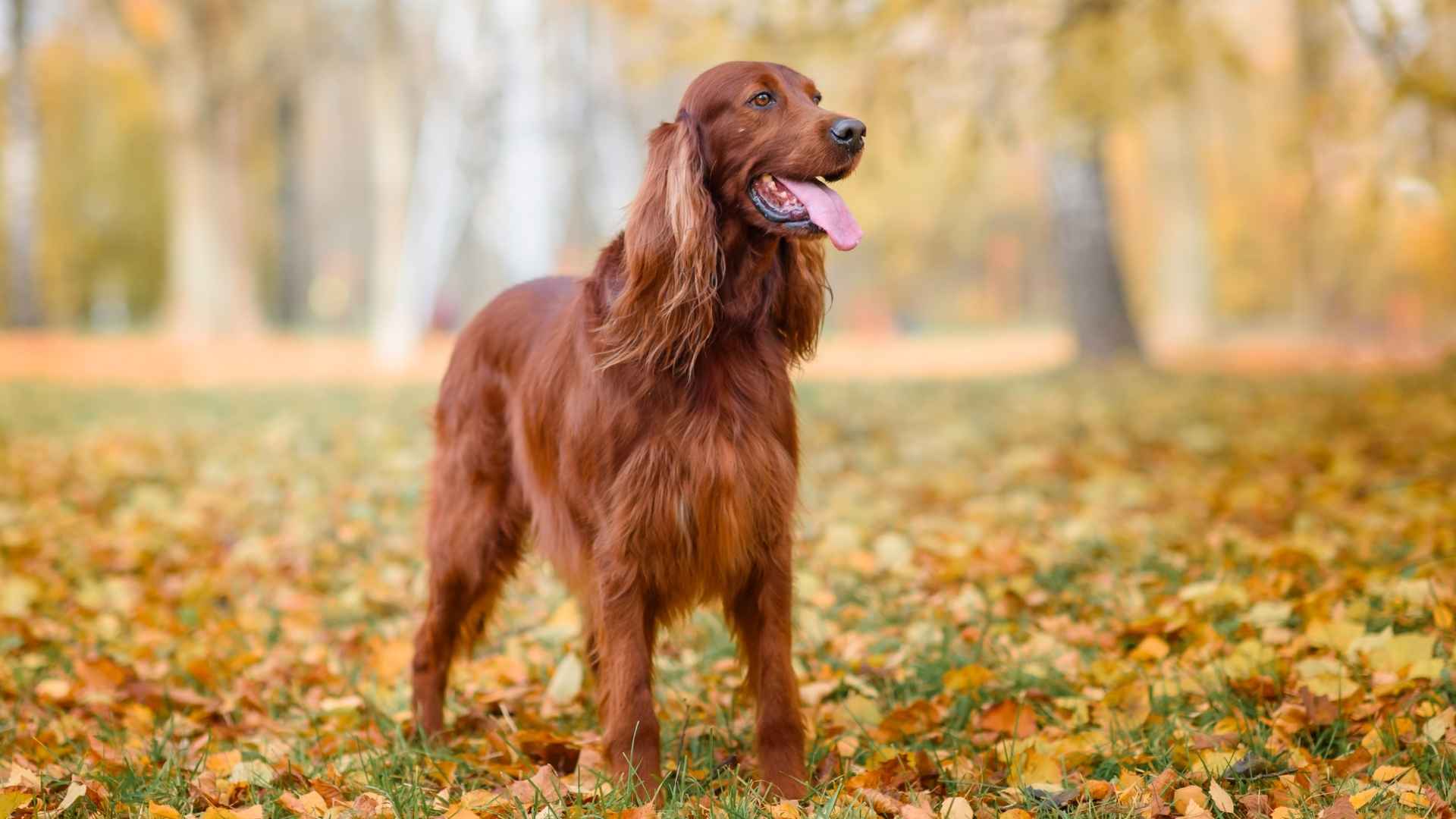 7 Dog Breeds with Hilariously Oversized Ears