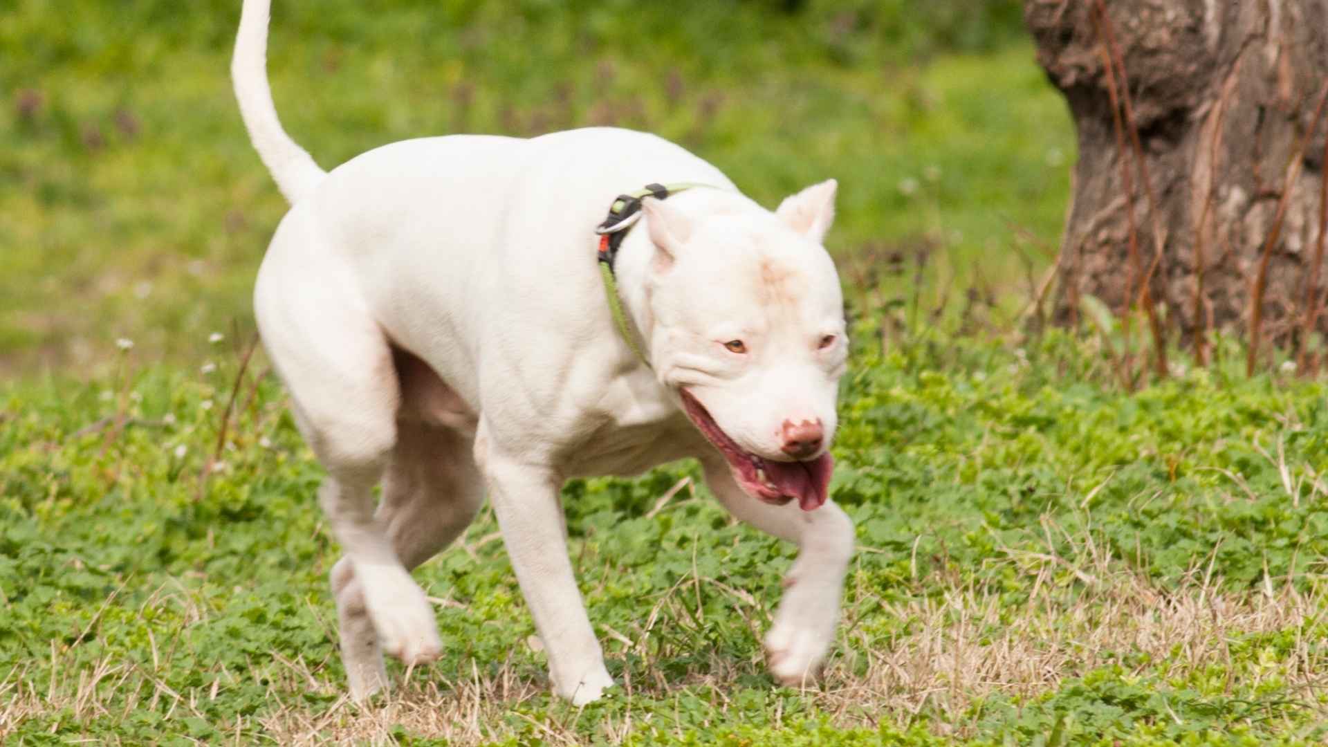 7 Dog Breeds with Pink Noses: Rare, Beautiful, and Totally Loveable