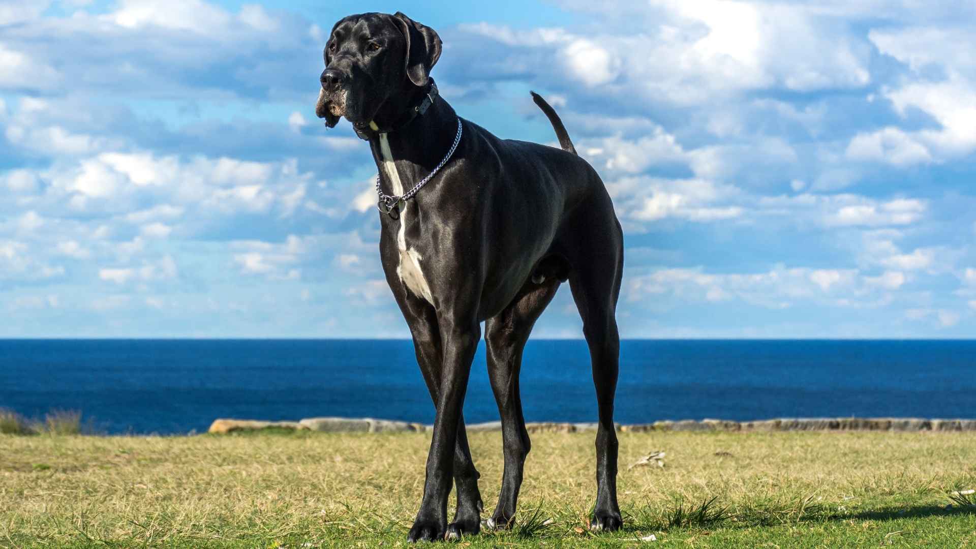 7 Dog Breeds with Shortest Lifespan: Facts Every Owner Should Know