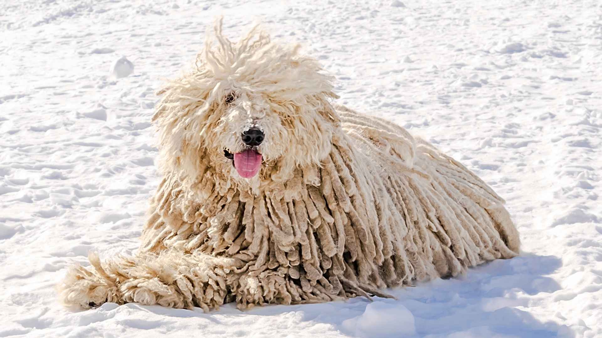 7 Dog Breeds with The Most Unique Coats That Break the Mold