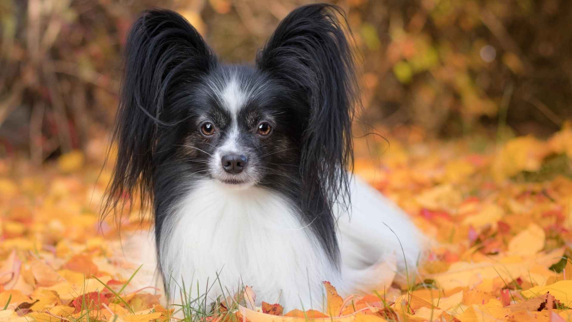 7 Dog Breeds with the Most Unique Ears