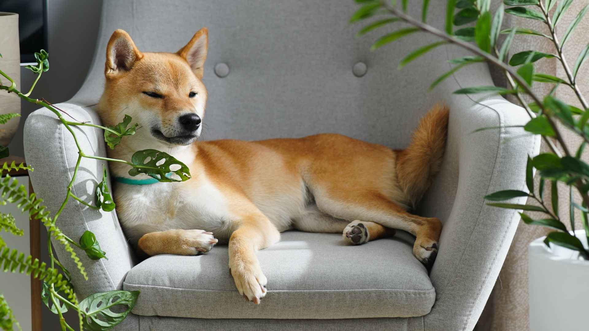 7 Dogs That Act Like Cats: The Perfect Pet Combo for Cat Fans