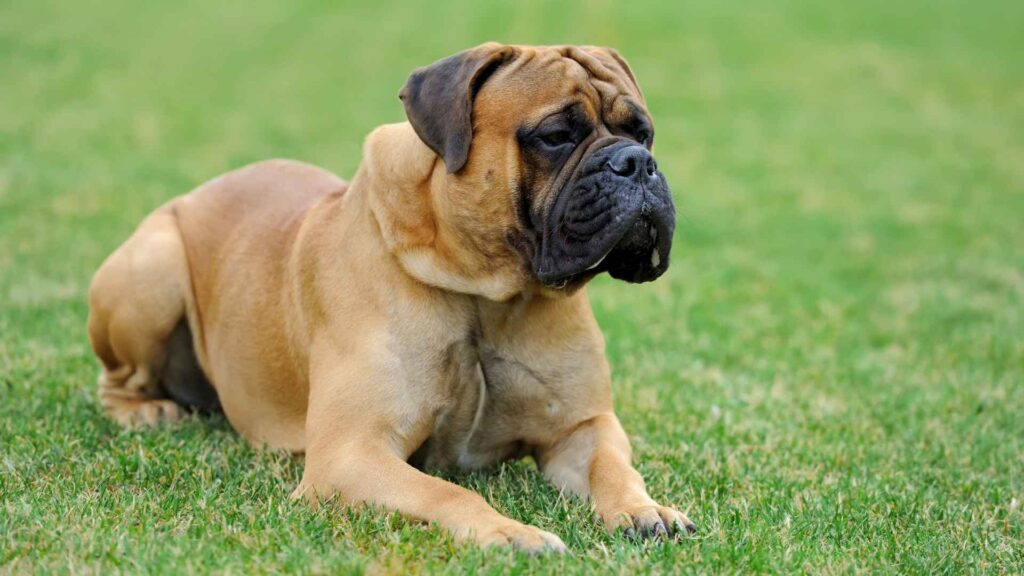7 Dogs that Look Like Boxers: Meet the Breeds with Boxer Vibes