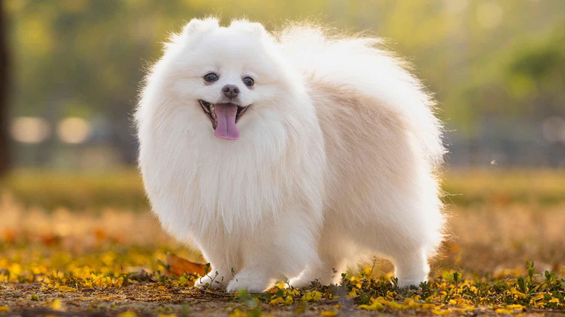 7 Dogs that Look Like Pomeranians: You’ll Adore These Dogs