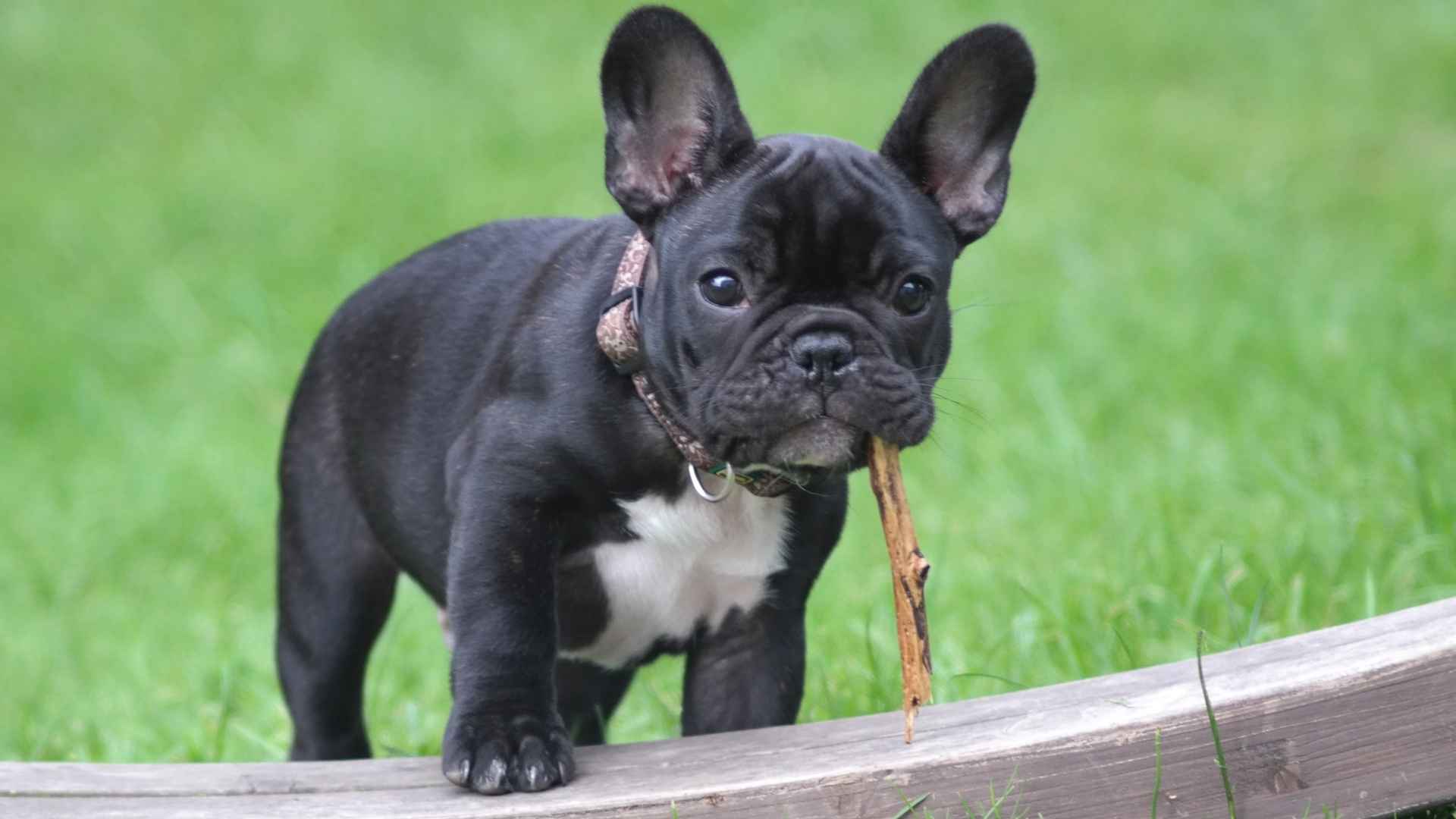 7 Dogs that Look Like Pugs With That Squishy Face Charm