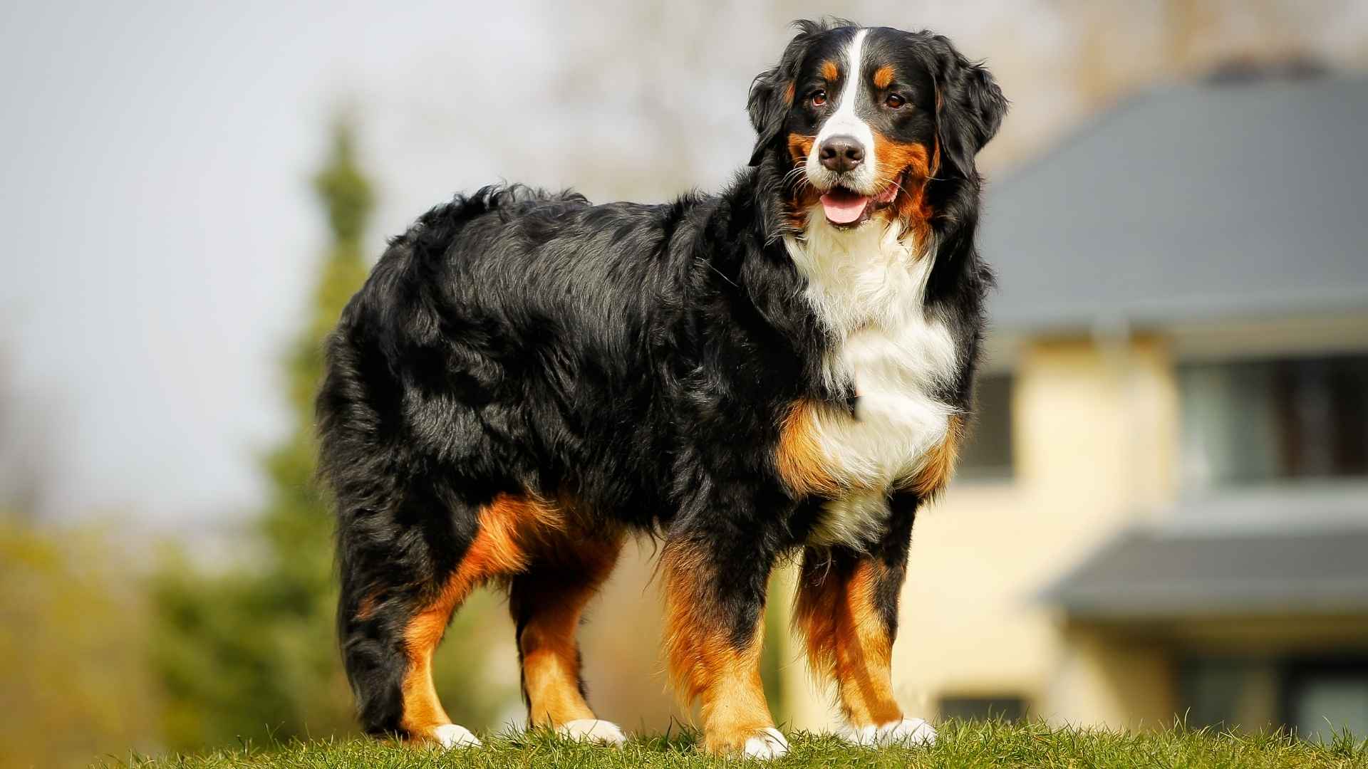 7 Double-Coated Big Dog Breeds: Fluffy Giants with Big Hearts