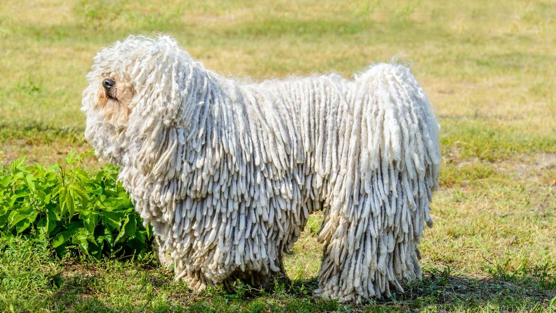 7 Dreadlock Dog Breeds That Will Blow Your Mind