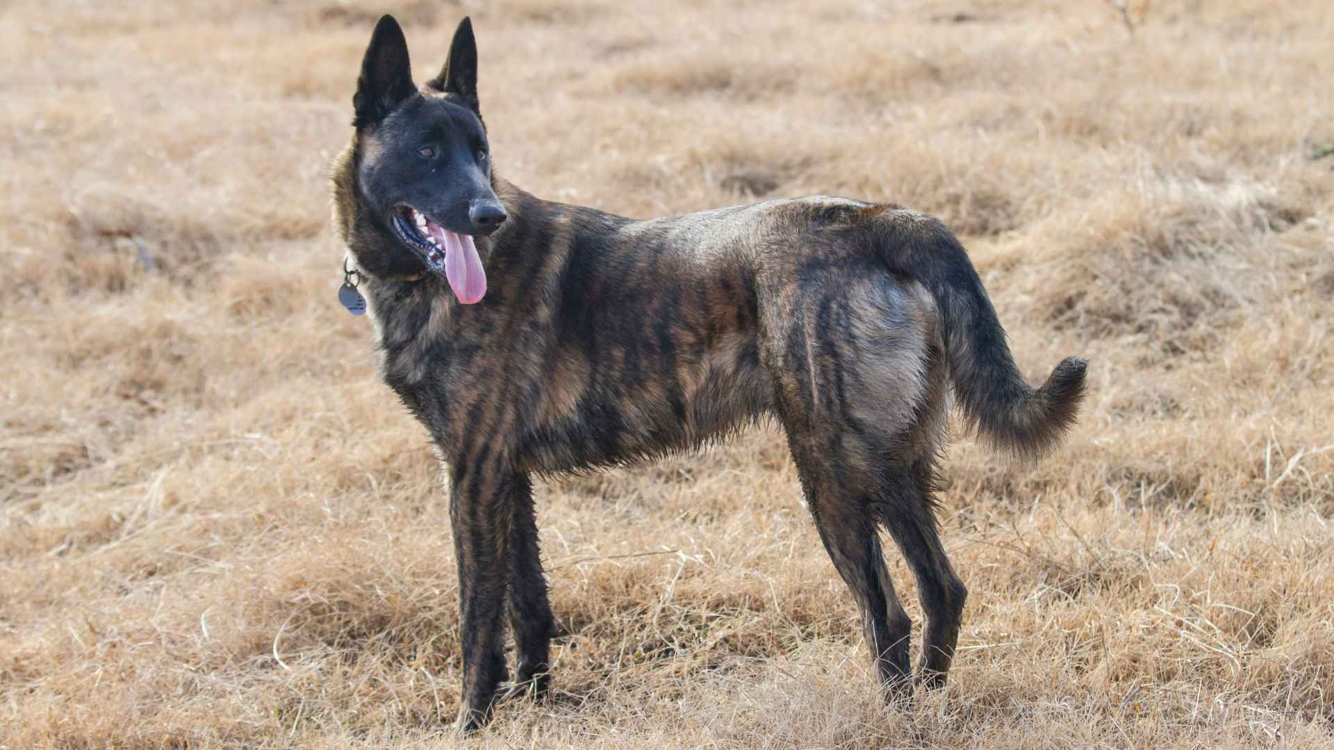 7 Dutch Dog Breeds That Are as Charming as Their Homeland