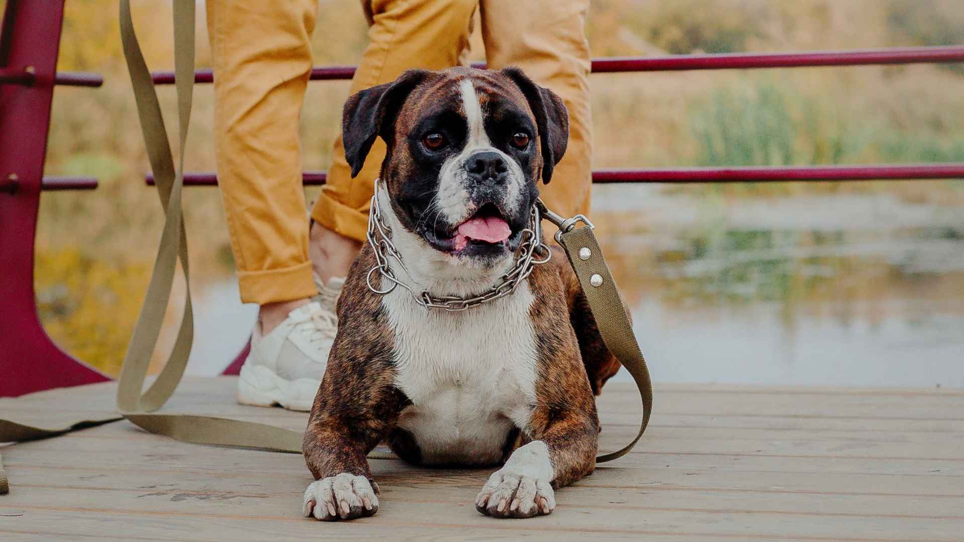 7 Easiest Dog Breeds That Are Super Easy to Handle