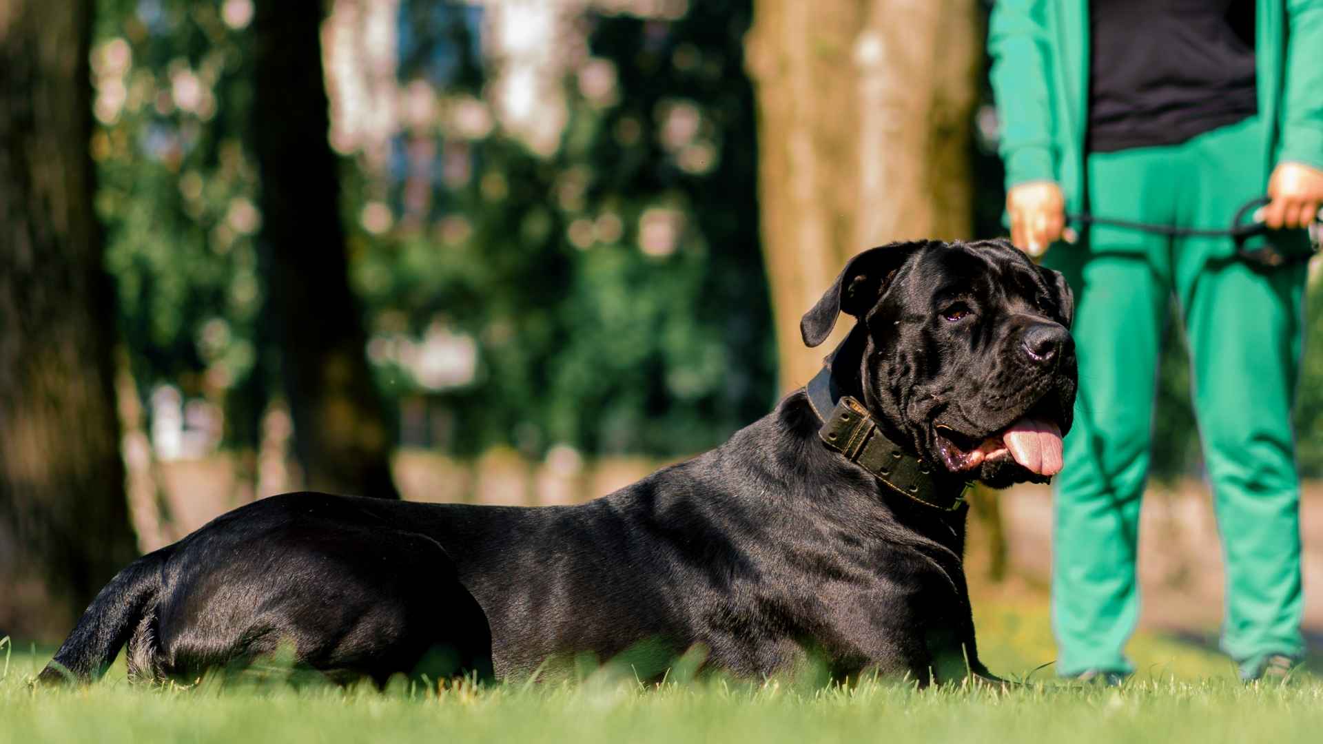 7 Easy to Train Giant Dog Breeds That Make Training a Breeze