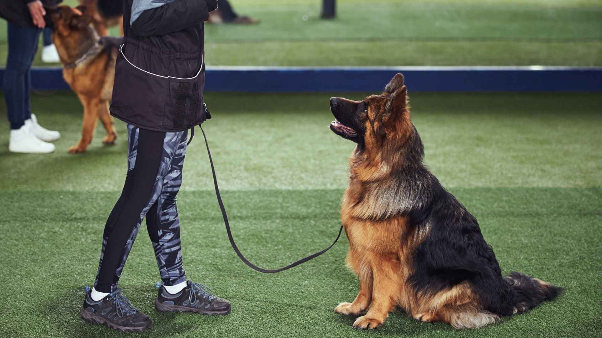 7 Easy to Train Large Dog Breeds That Catch On Quickly