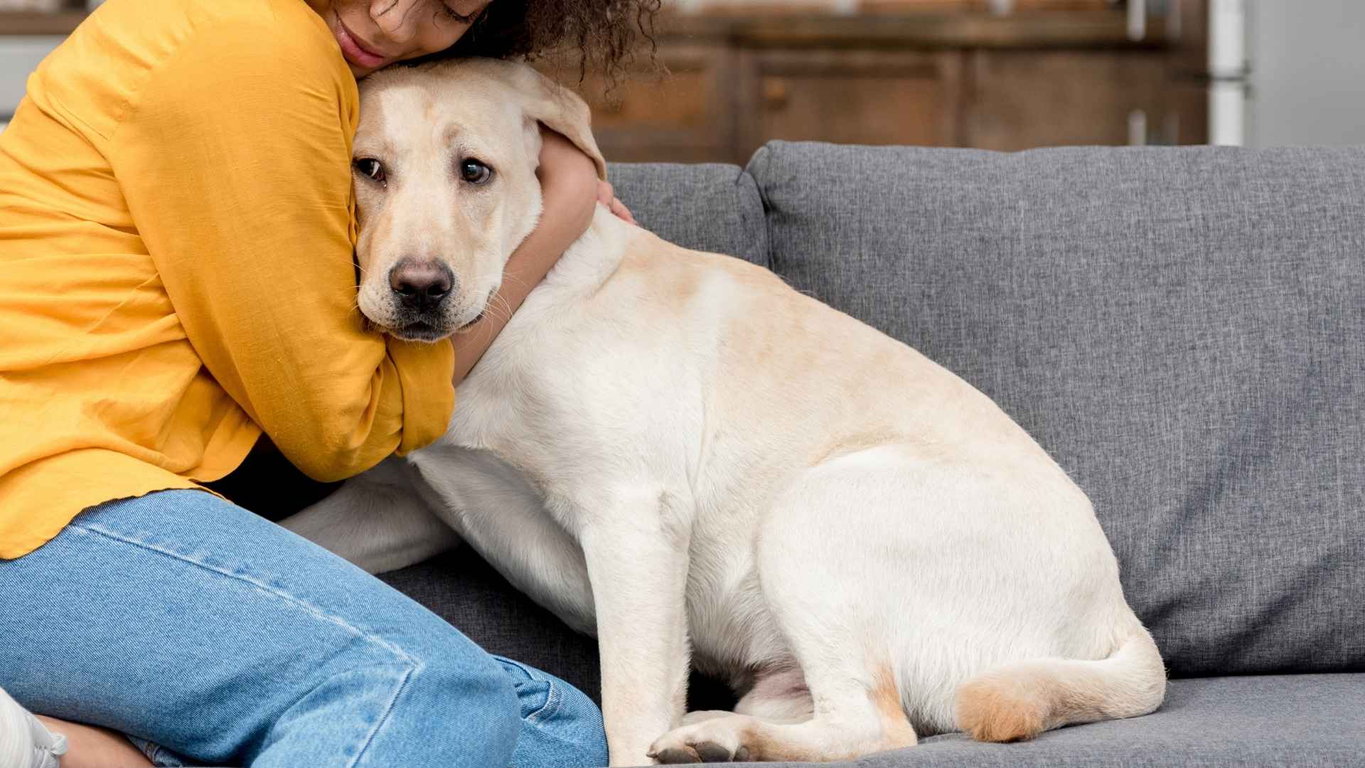 7 Easygoing Emotional Support Dog Breeds for Every Lifestyle