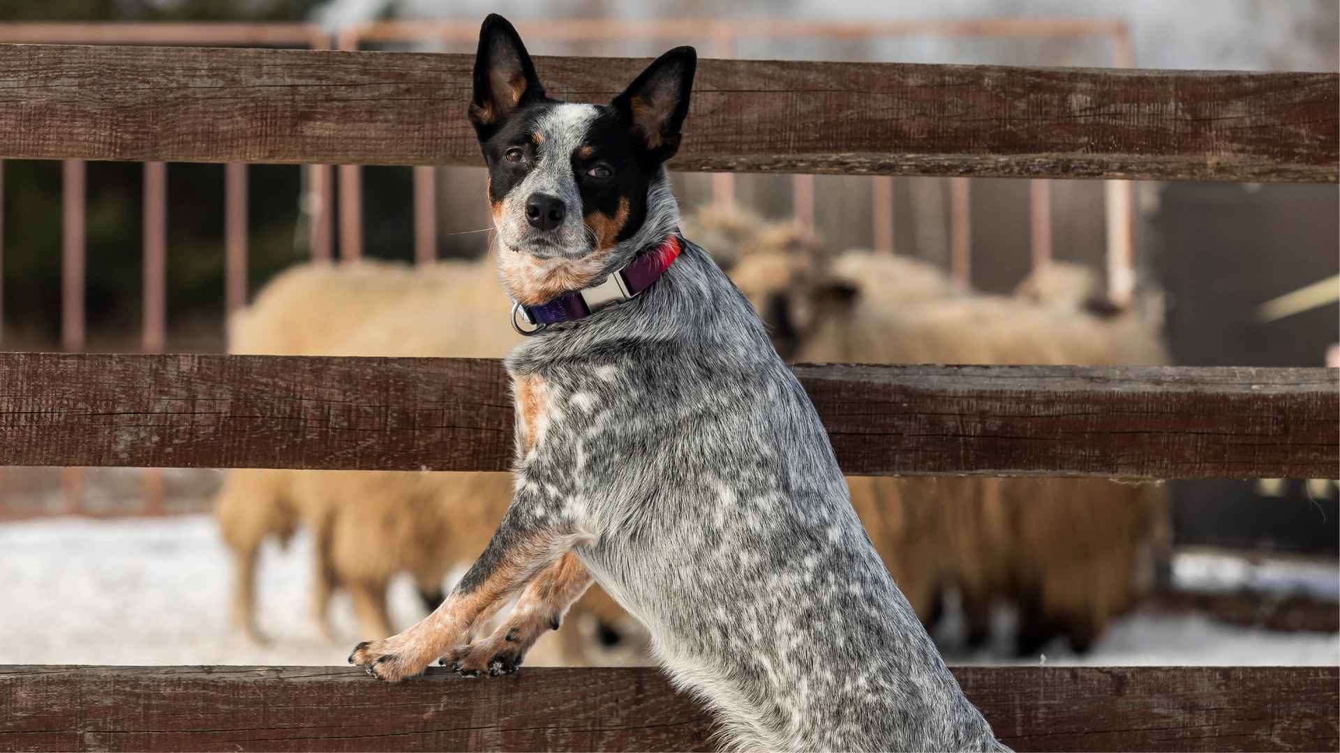 7 Easygoing Herding Dog Breeds That Are Chill Yet Clever