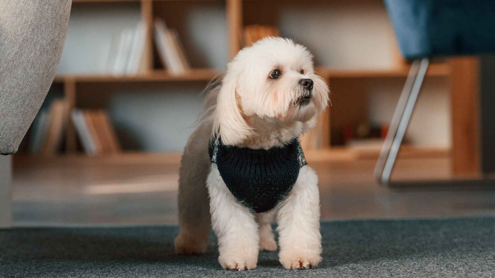 7 Easygoing Puppy Breeds for a Happy Home