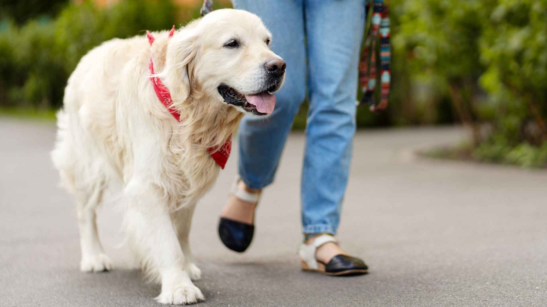 7 Easygoing Service Dog Breeds: The Calm And Composed Helpers
