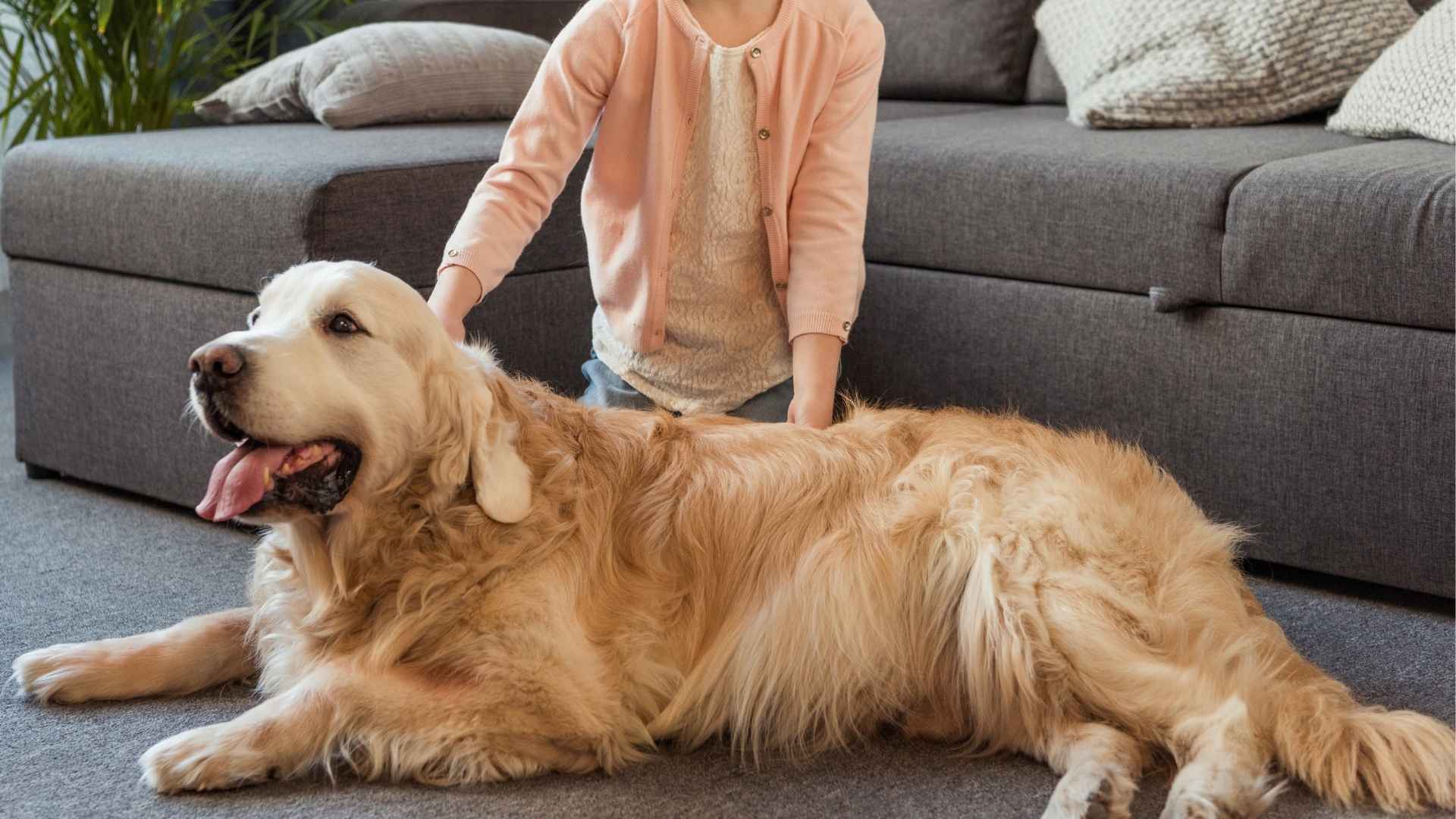 7 Easygoing Therapy Dog Breeds That Just Get You: Relax, Cuddle, Repeat