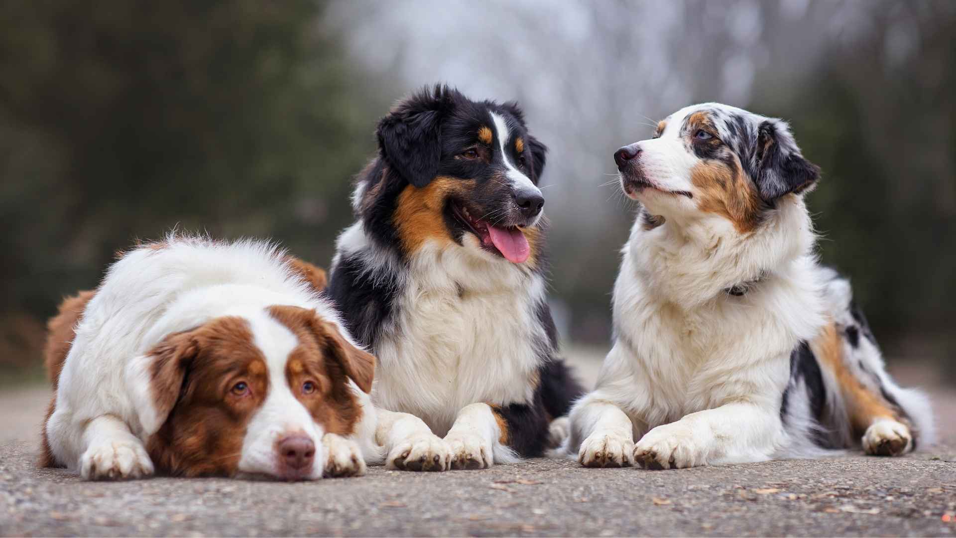 7 Easygoing Working Dog Breeds That Fit Any Home: No Drama, Just Duty