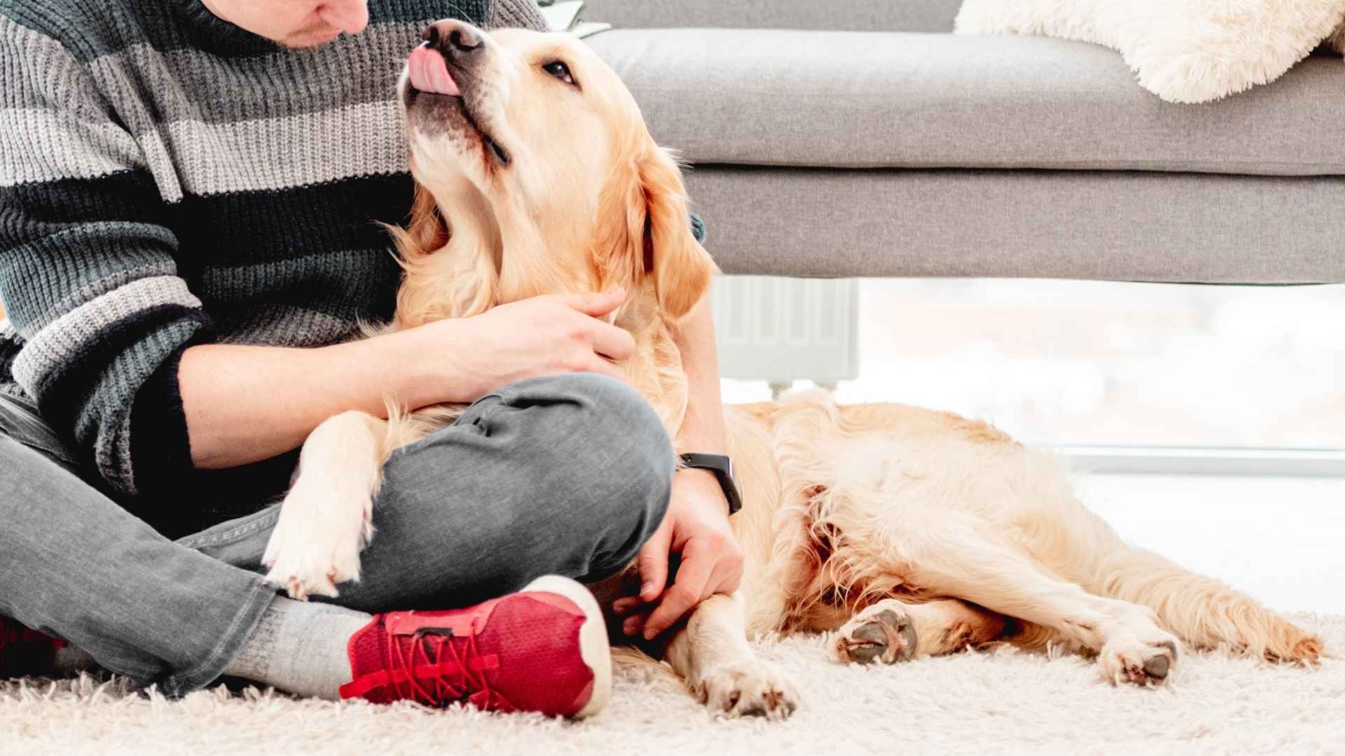 7 Emotional Service Dog Breeds That Truly Understand You