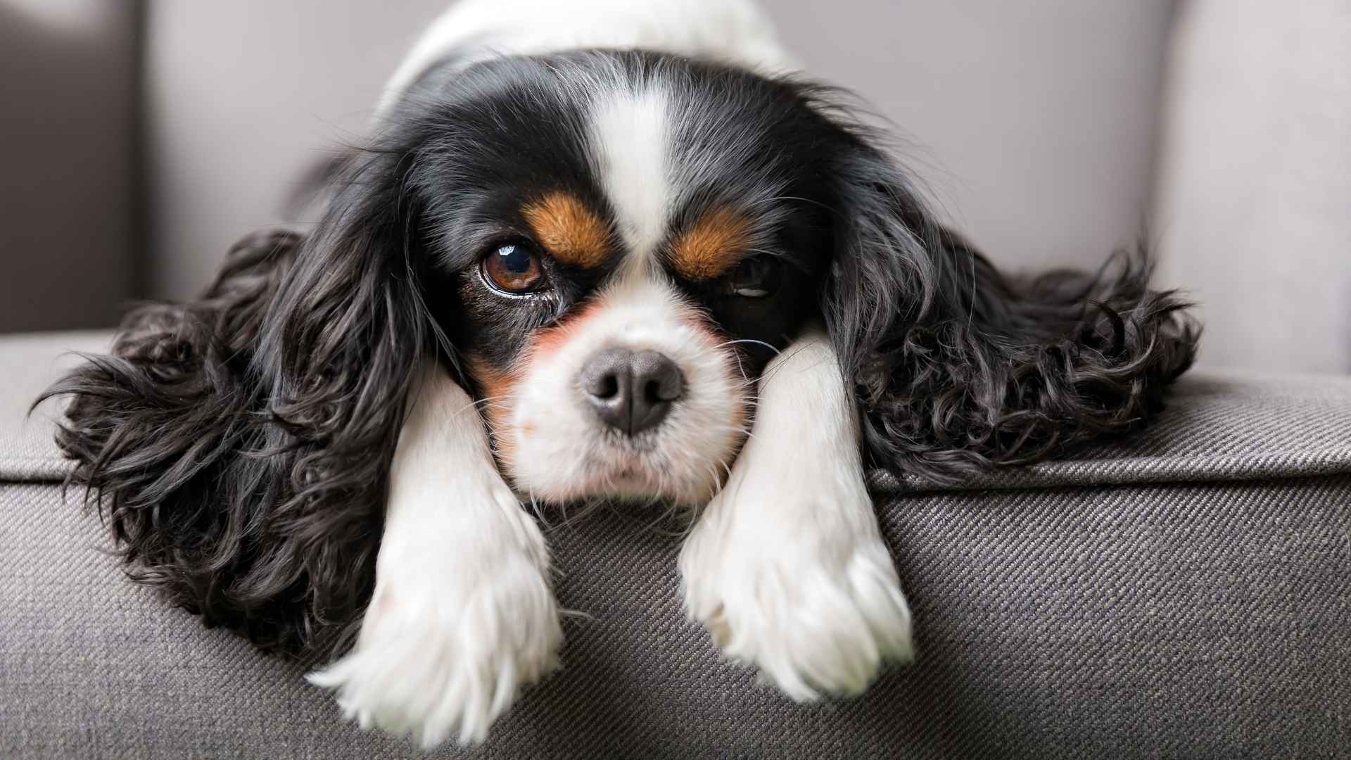 7 Emotional Therapy Dog Breeds That Support You When You Need It Most