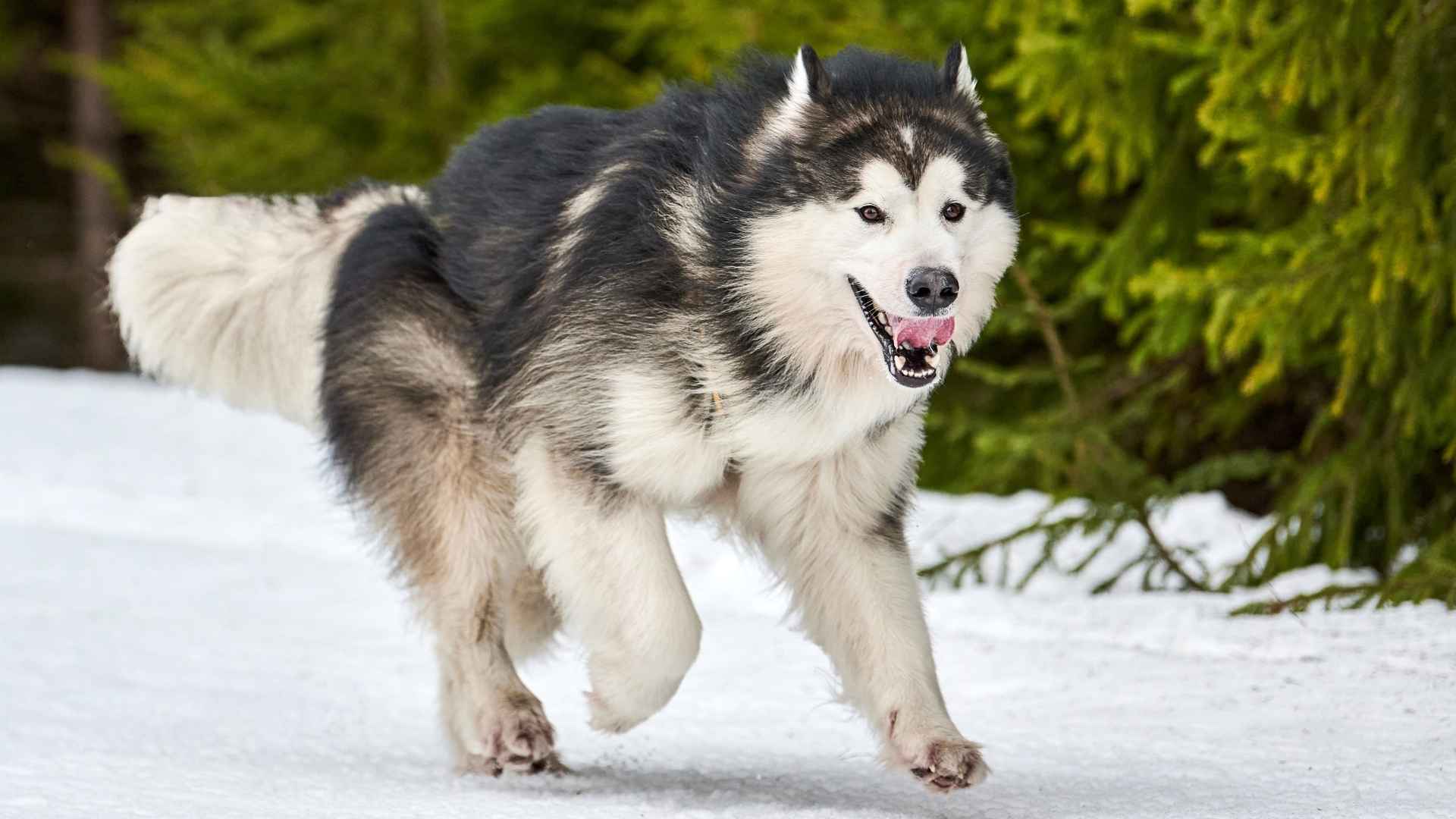7 Energetic Massive Dog Breeds: The Real Adventure Lovers