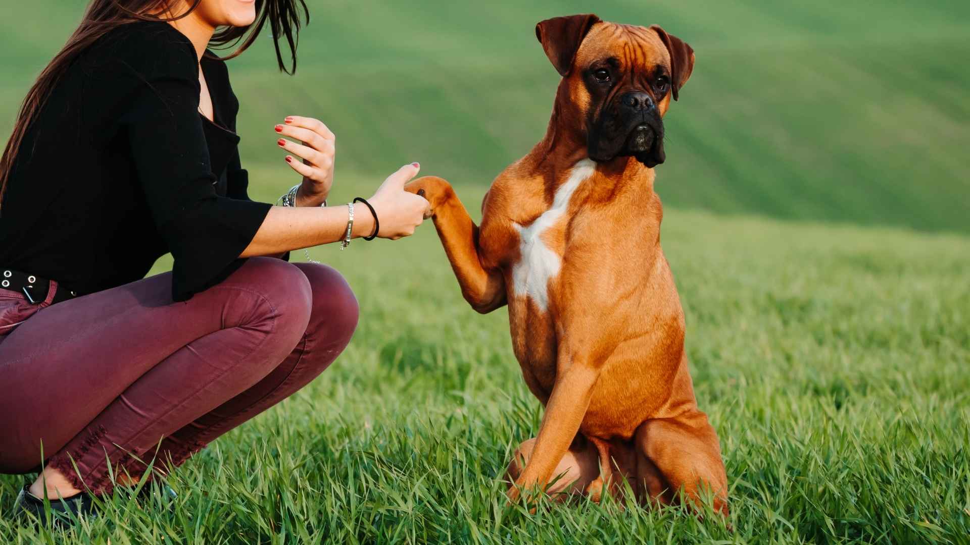7 Energetic and Obedient Dog Breeds That Thrive on Action