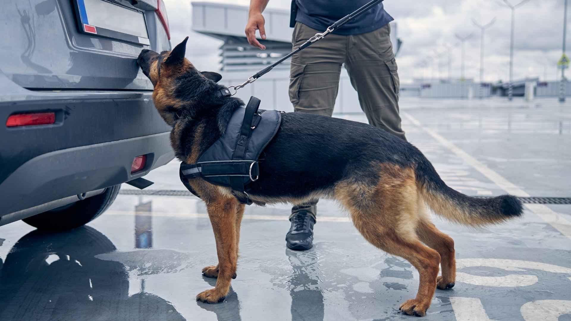 7 Excellent Nose Work Dog Breeds With Exceptional Tracking Abilities