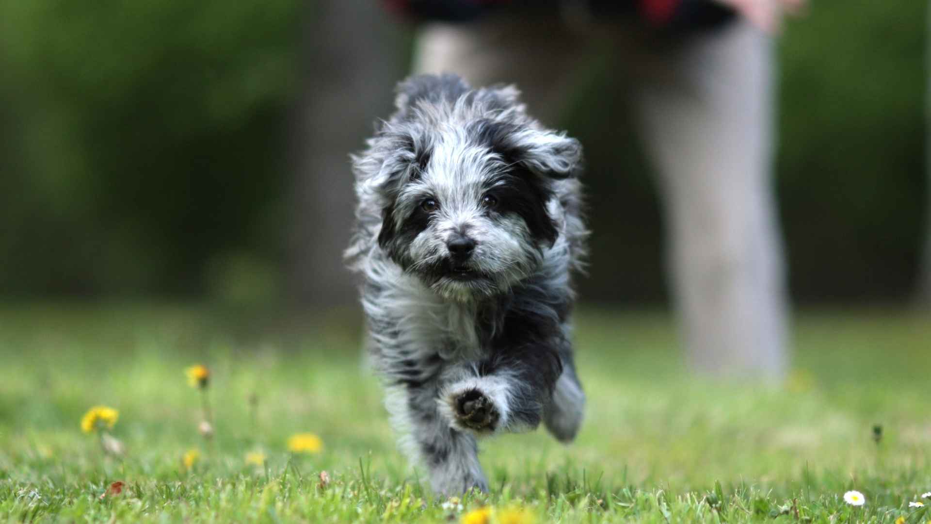 7 Exotic Herding Dog Breeds You’ve Probably Never Heard Of