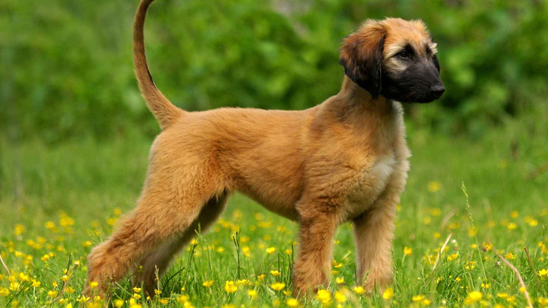 7 Exotic Puppy Breeds: Rare and Unique Dogs to Know