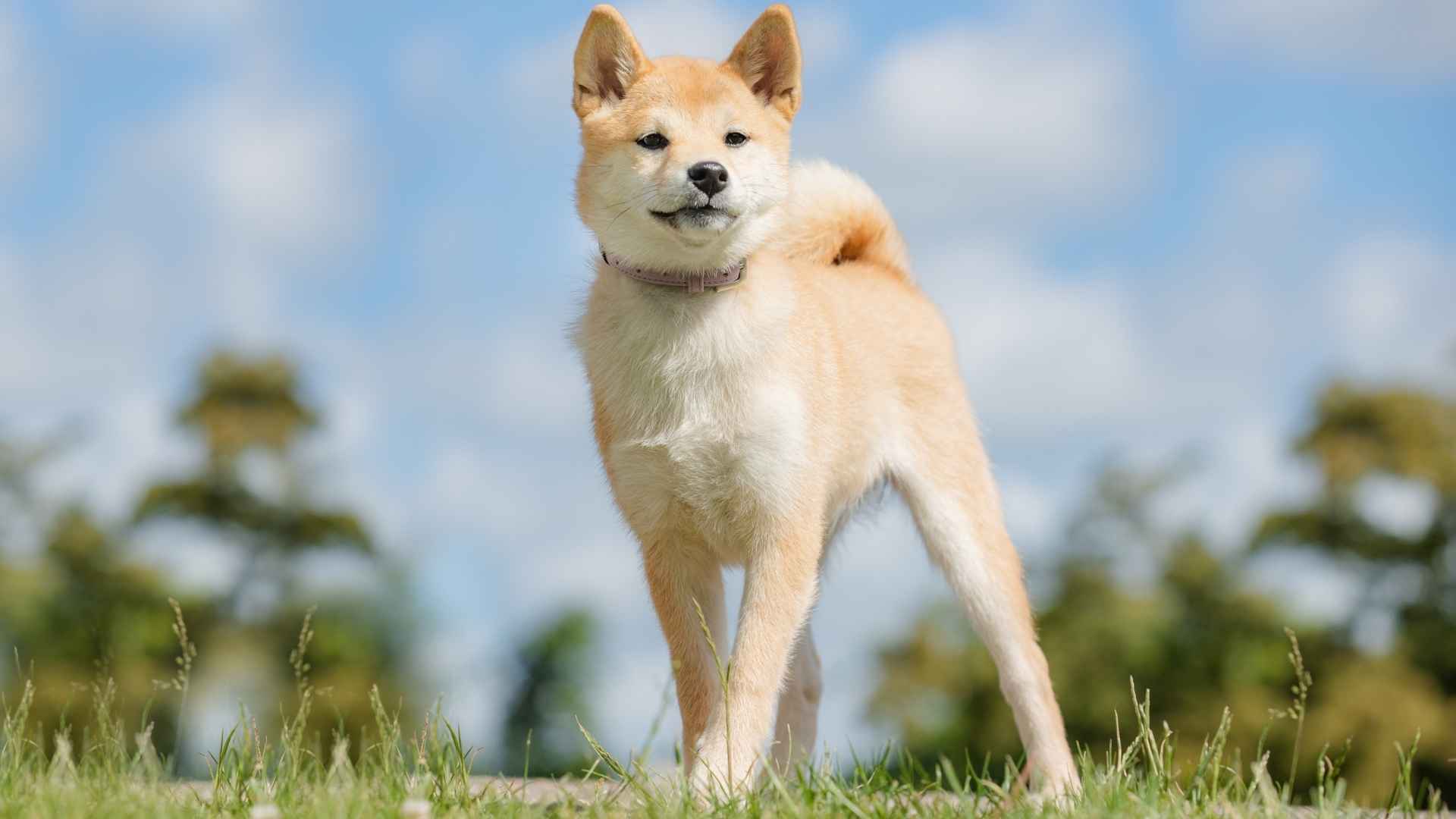 7 Exotic Service Dog Breeds You’ve Never Heard Of