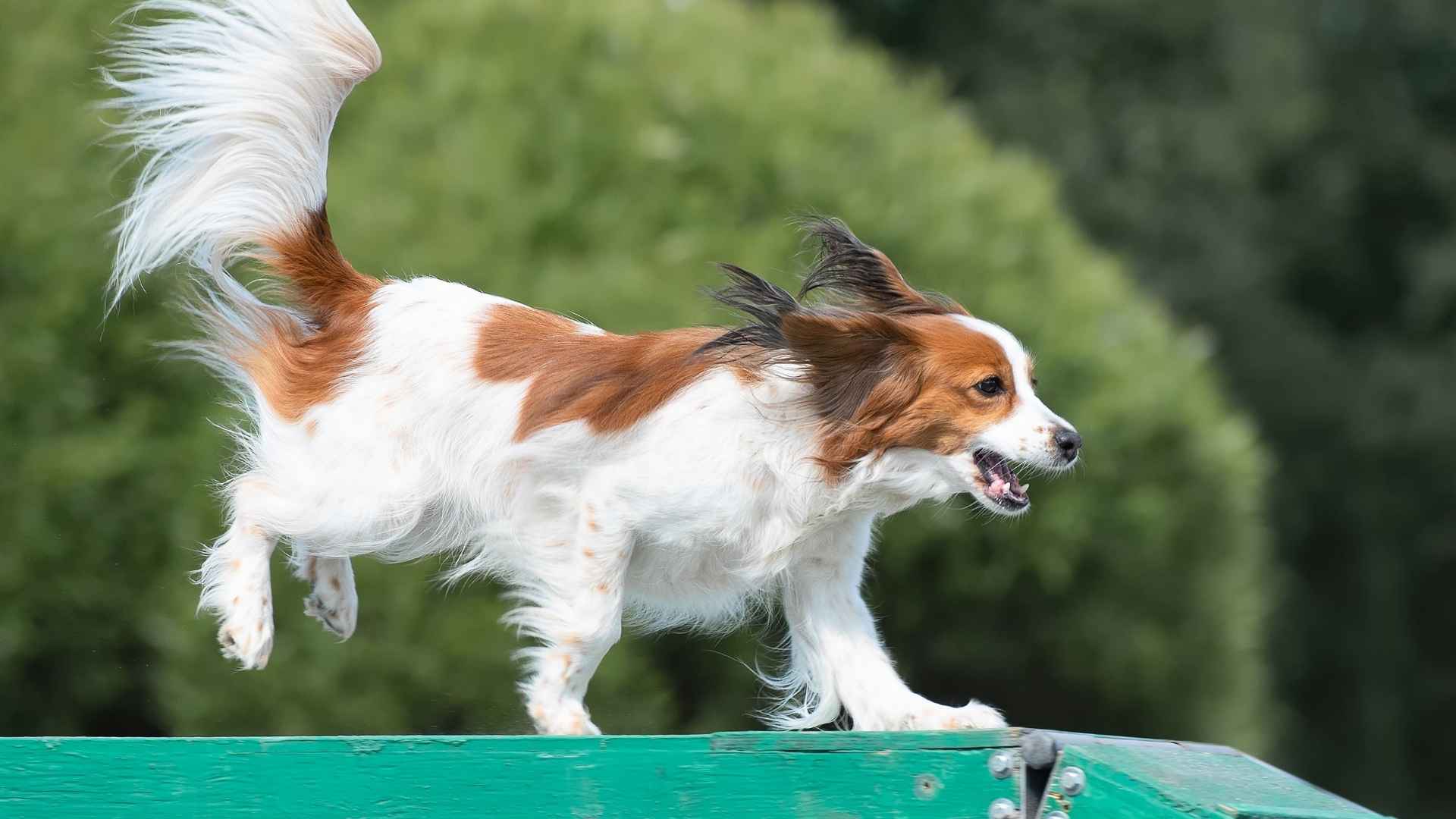 7 Exotic Sporting Dog Breeds That Make Great Active Family Pets