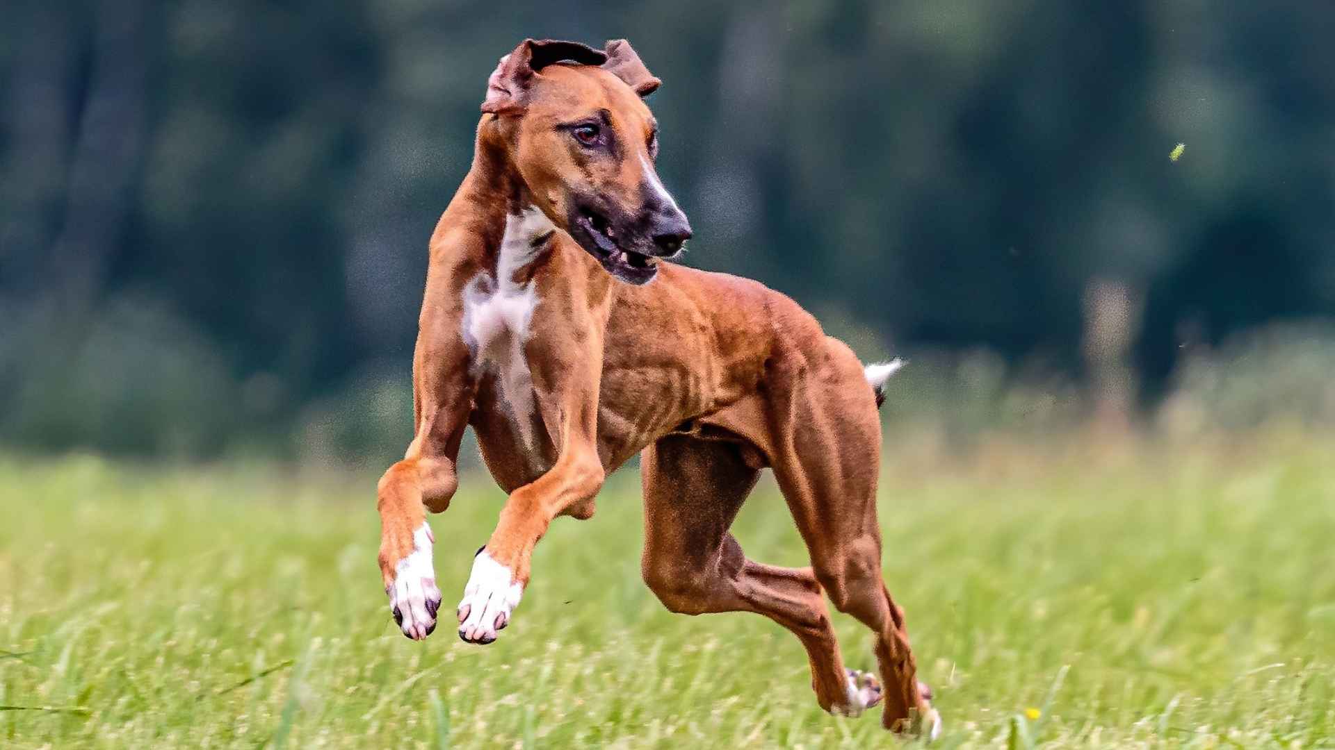 7 Exotic Working Dog Breeds That Will Amaze You