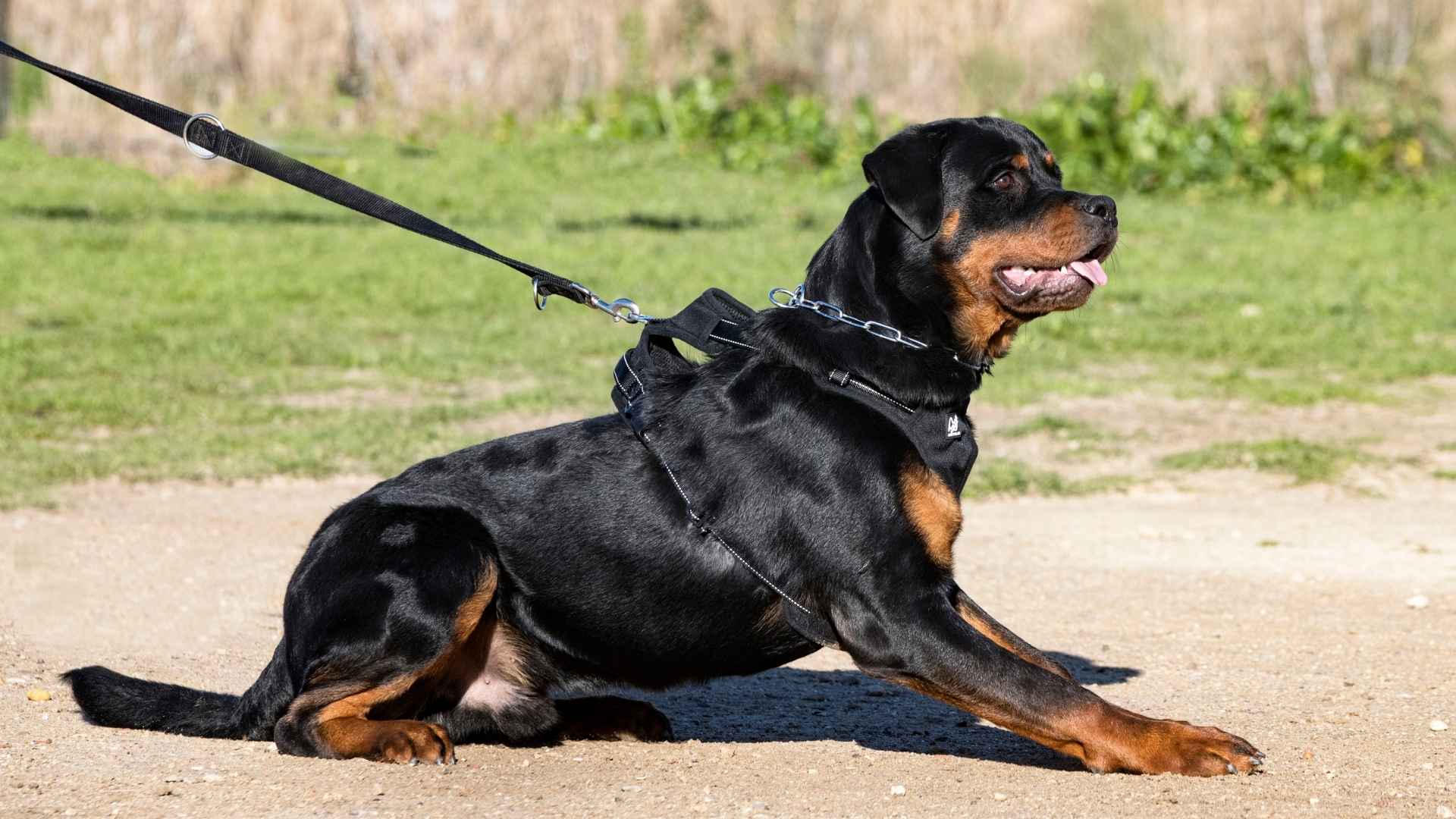 7 Extremely Hard-to-Train Dog Breeds That Need Expert Owners