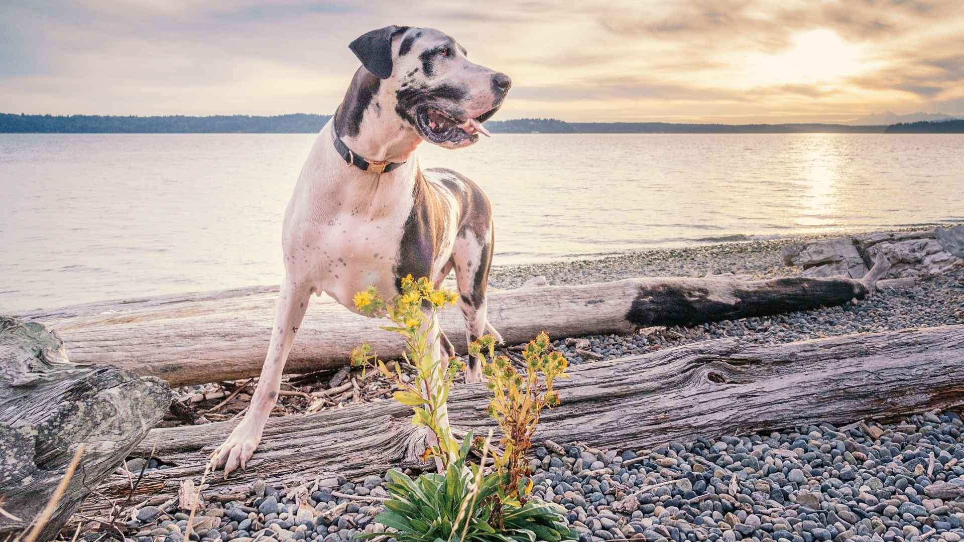 7 Extremely Short-Lived Dog Breeds that Will Break Your Heart Too Soon