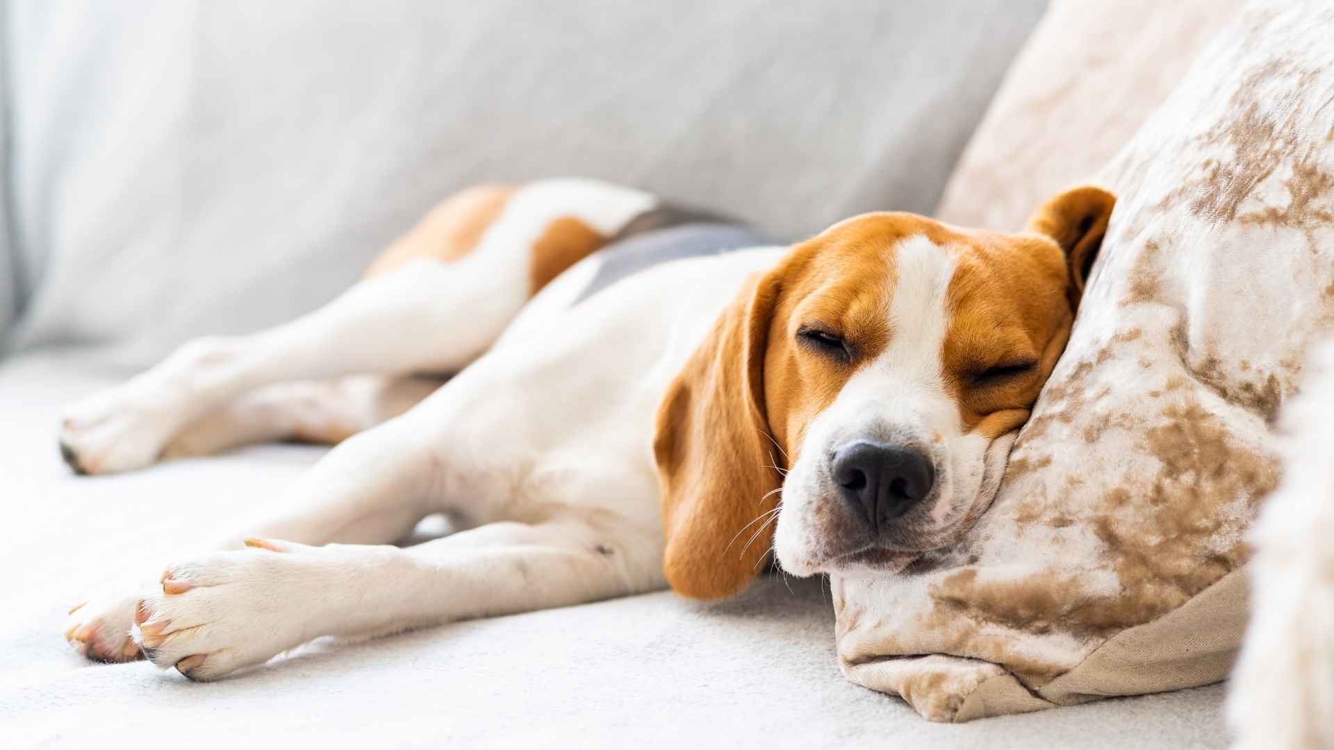 7 Extremely Sleepy Dog Breeds That Are Perfect for Lazy Days