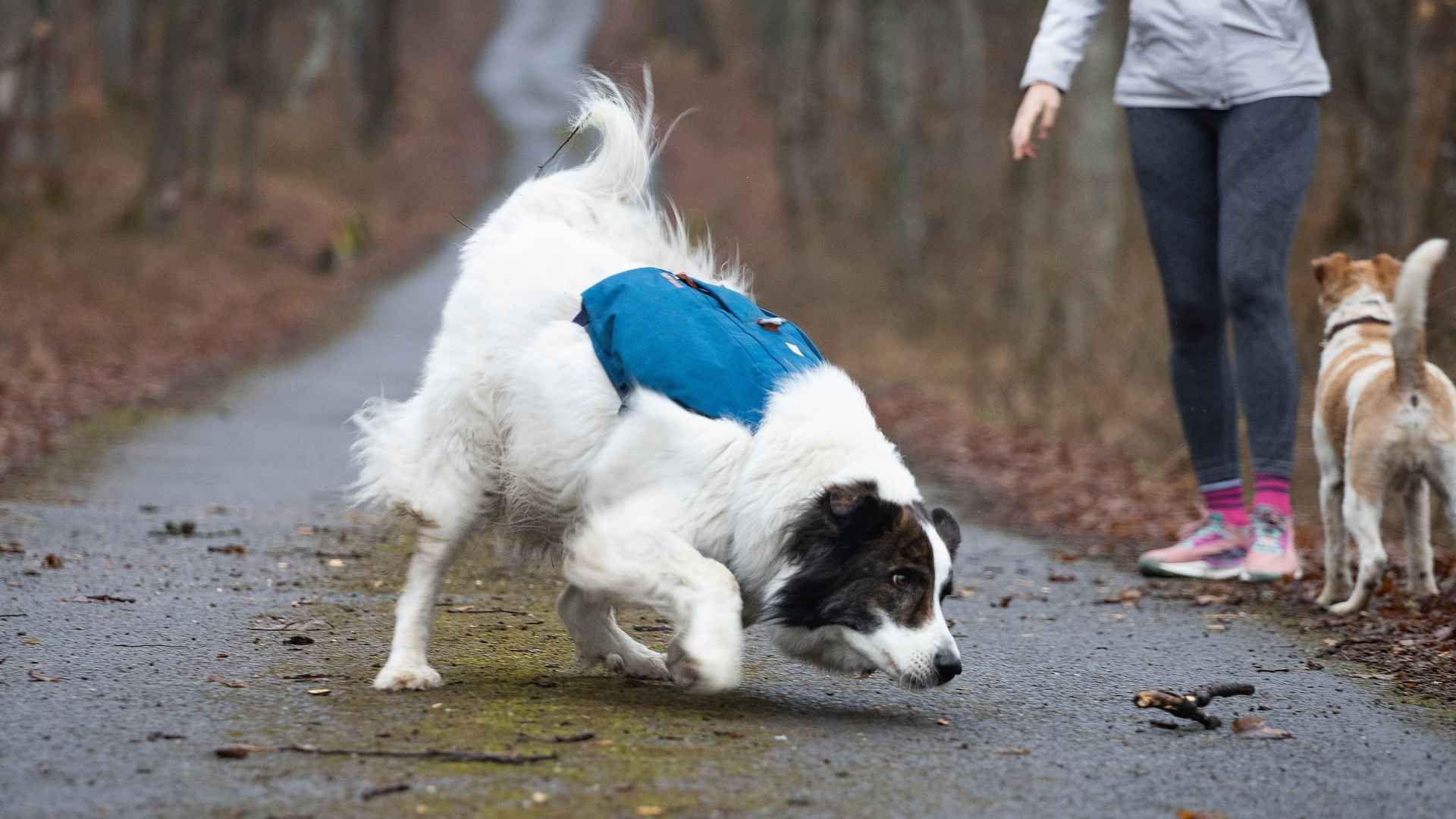 7 Family Tracking Dog Breeds with Strong Scent Skills