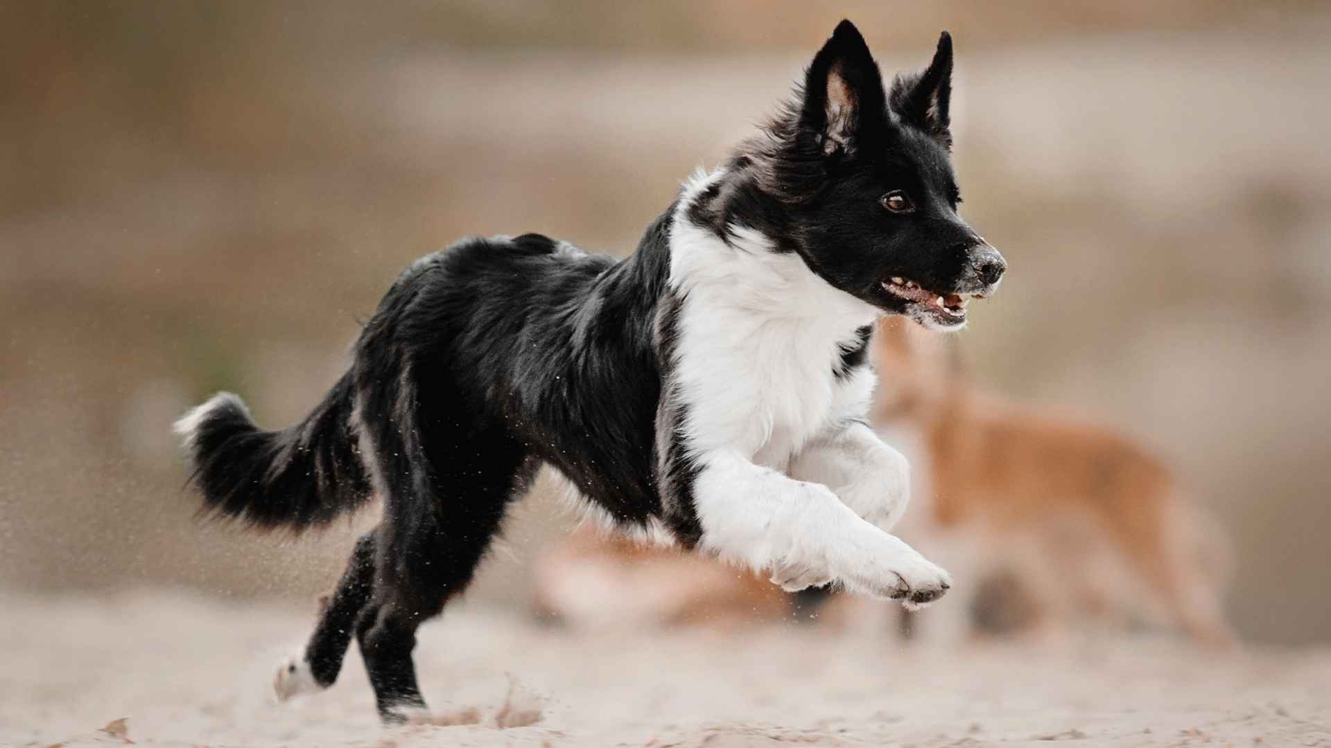 7 Fast Running Dog Breeds That Are Built for Speed