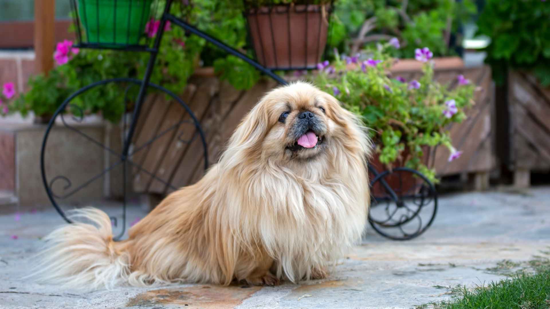 7 Flat-Faced Dog Breeds That Need Extra Care and Love