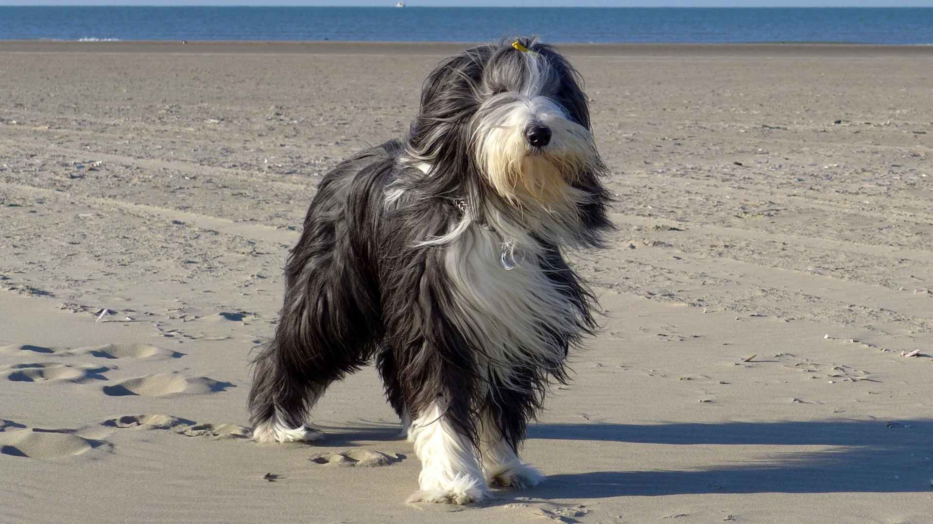 7 Fluffy Bearded Dog Breeds That Could Outshine a Rock Star