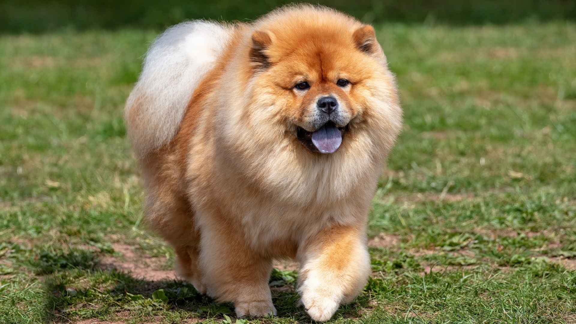 7 Fluffy Brown Dog Breeds That Will Melt Your Heart