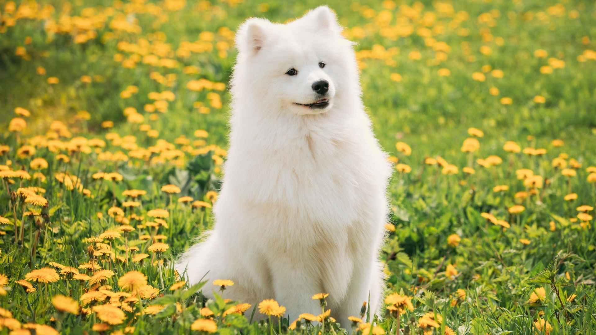 7 Fluffy Dog Breeds That Are as Sweet as They Look