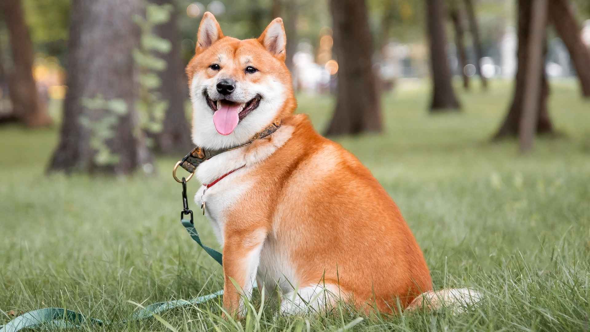 7 Fluffy Dog Breeds That Look Like Foxes